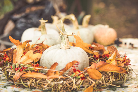 Autumn pumpkin background