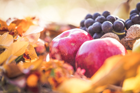 Autumn red grapesの写真素材