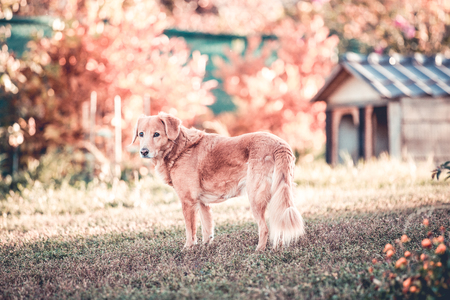 Senior happy dog. Elderly dog careの写真素材