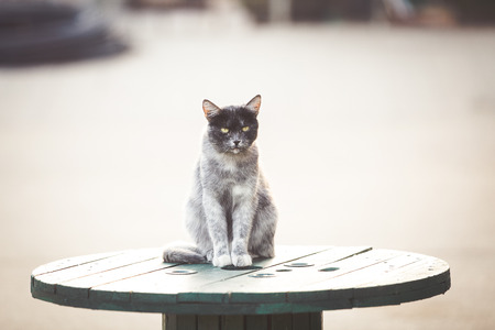 Mixed breed blue stray catの写真素材