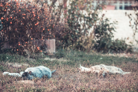 Two cats playing in the gardenの写真素材