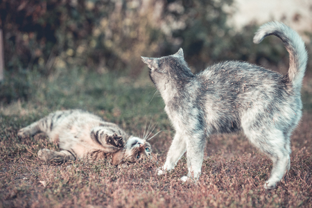 Two cats playing in the gardenの写真素材