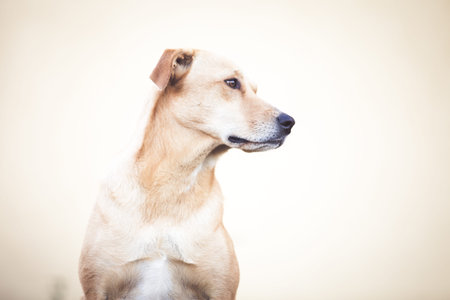 Happy adopted dog. Pet rescue concept