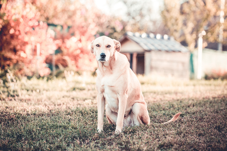 Happy adopted dog. Pet rescue conceptの写真素材