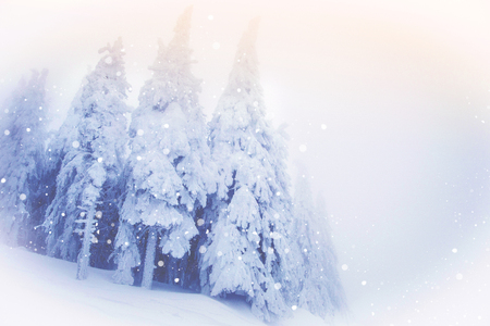 Snowy fir trees in winter forest backgroundの写真素材