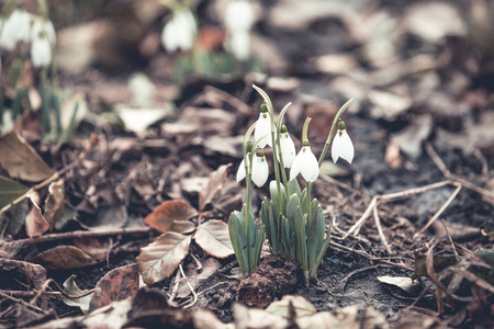 Spring snowdrops hope and purity symbolの写真素材