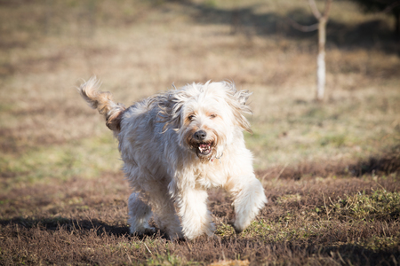 Happy fluffy dog playing in the gardenの写真素材