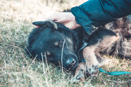 Happy adopted black dogの写真素材