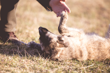 Happy adopted stray dogの写真素材