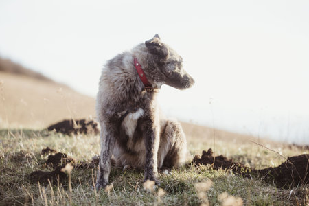 Happy adopted stray dog