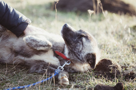 Happy adopted stray dogの写真素材
