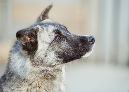 Happy adopted stray dog
