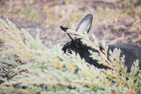Black Easter rabbit in the gardenの写真素材