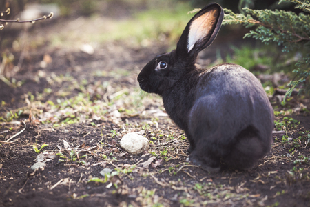 Black Easter rabbit in the gardenの写真素材