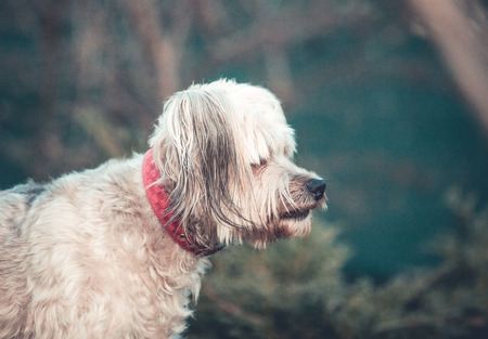 Happy adopted dog playing in the gardenの写真素材