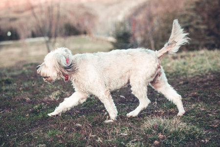 Happy adopted dog playing in the garden