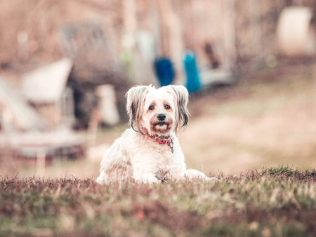 Happy adopted dog playing in the garden