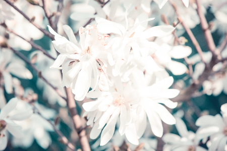 White magnolia wedding backgroundの写真素材