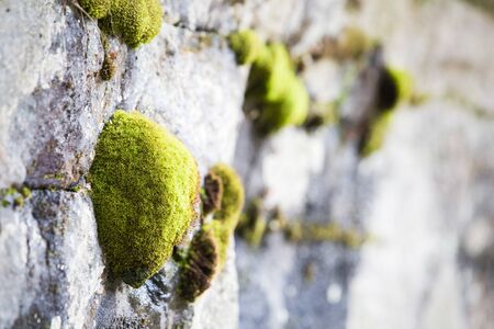 Green moss on mountain rock nature concept backgroundの写真素材