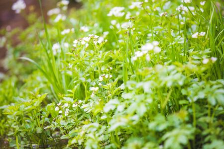 Refreshing summer mountain waterfall backgroundの写真素材
