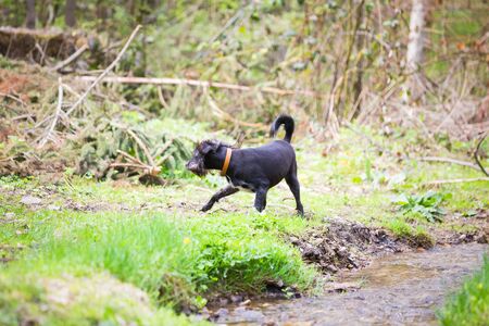 Dog playing by mountain riverの写真素材