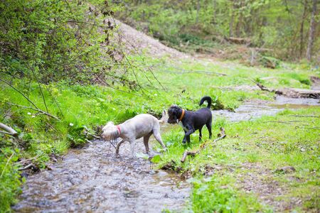 Dog playing by mountain riverの写真素材