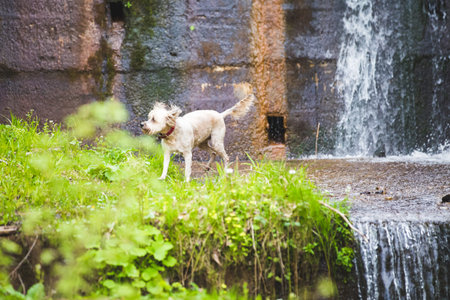 Dog playing by mountain river
