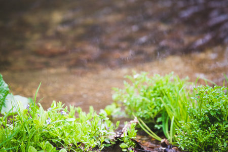 Mountain river landscape with fir treesの写真素材