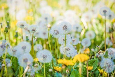 Summer dandelion flowers and fuzz  fieldの写真素材