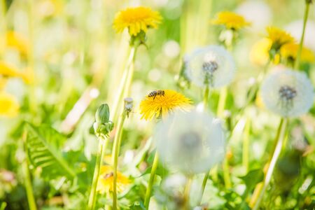 Summer dandelion flowers and fuzz  fieldの写真素材