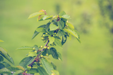 fresh green cherry fruit on branchの写真素材