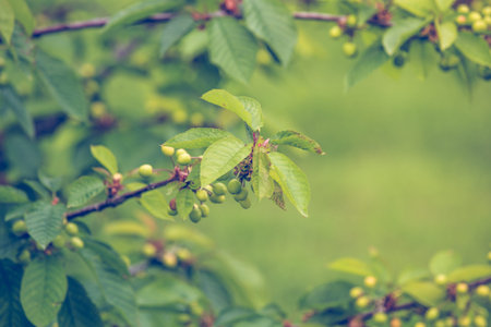 fresh green cherry fruit on branch