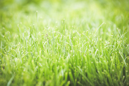 Fresh green grass summer background