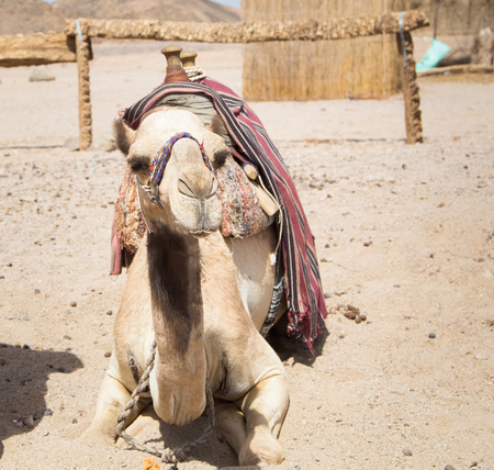 Camel sitting in Sahara desertの写真素材