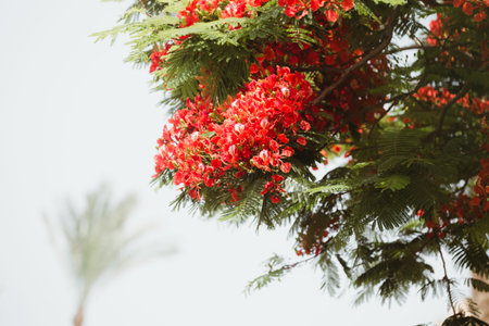 Exotic tropical flowers summer background
