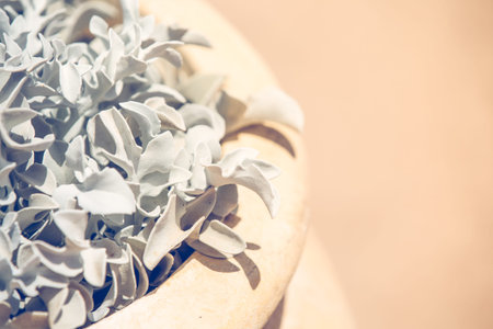 Mediterranean garden plant in a ceramic pot