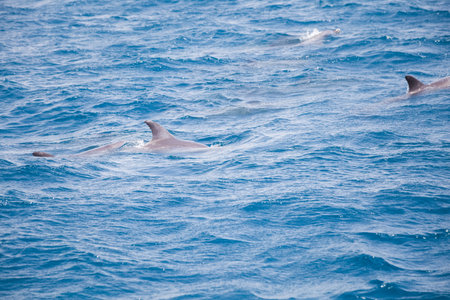 Blue sea water with wild dolphinsの写真素材