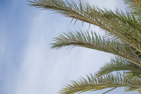 Palm tree leaves summer tropical background