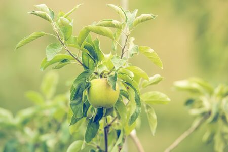 Green Apple Organic Farm backgroundの写真素材