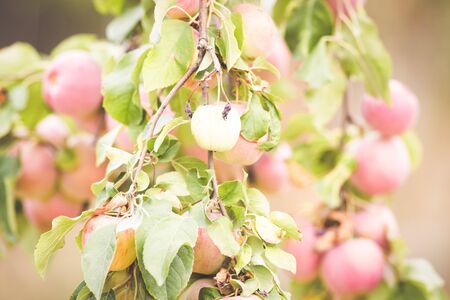 Red Apple organic farm autumn harvestの写真素材