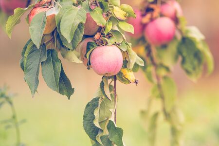 Red Apple organic farm autumn harvestの写真素材