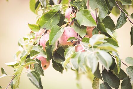 Red Apple organic farm autumn harvestの写真素材