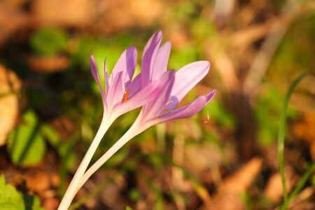 Autumn Crocus blooming autumn purple flowerの写真素材