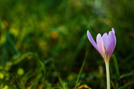 Autumn Crocus blooming autumn purple flowerの写真素材