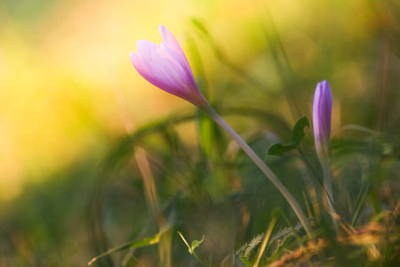 Autumn Crocus blooming autumn purple flower