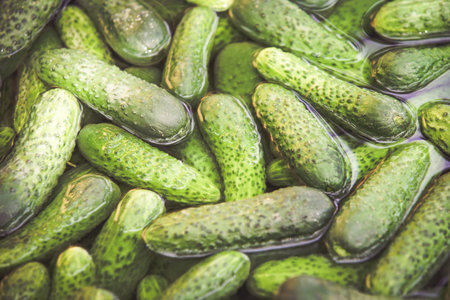 Preparing Pickled cucumbers in vinegarの写真素材