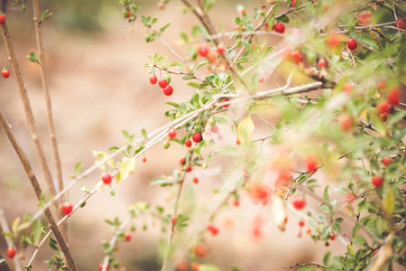 Autumn red goji fruits on a branchの写真素材