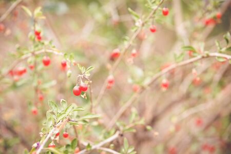 Autumn red goji fruits on a branchの写真素材