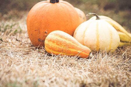 Different types of pumpkins harvestの写真素材