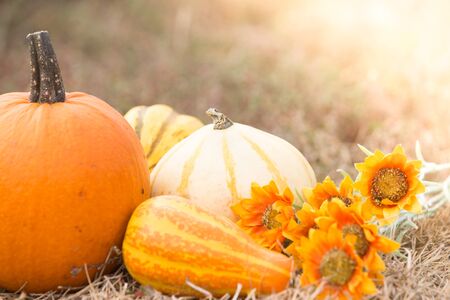 Different types of pumpkins harvestの写真素材